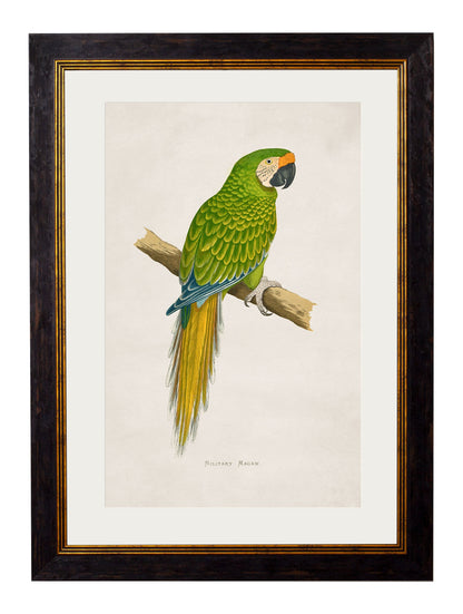 c.1884 Macaws styled view – Leya Buster Interiors