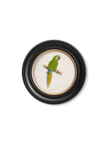 C.1884 Collection of Macaws in Round Frames styled view – Leya Buster Interiors