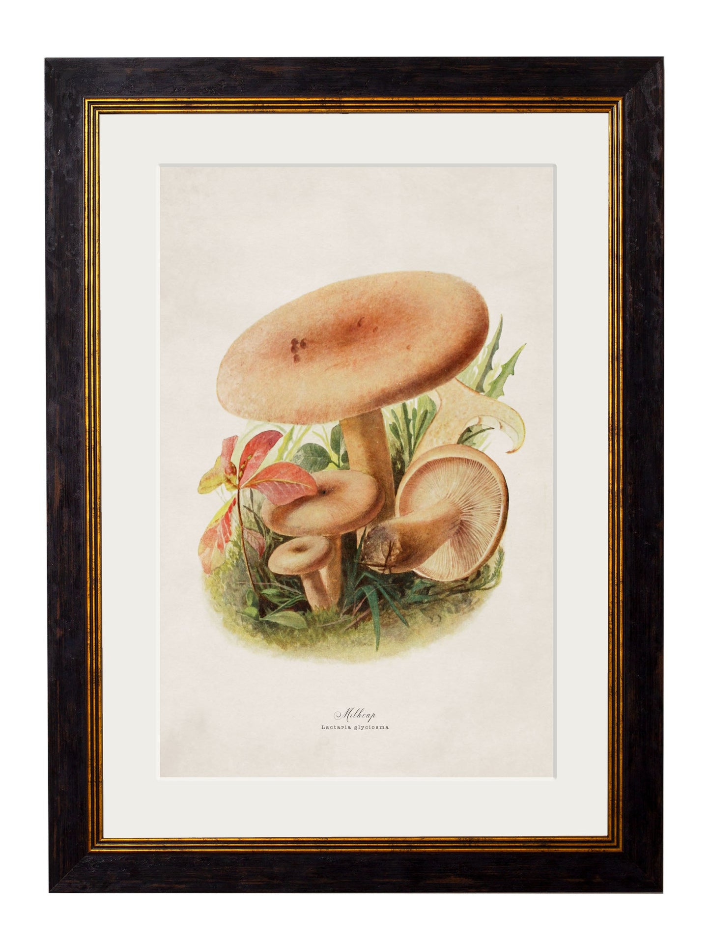 c.1913 Edible Mushrooms styled view – Leya Buster Interiors