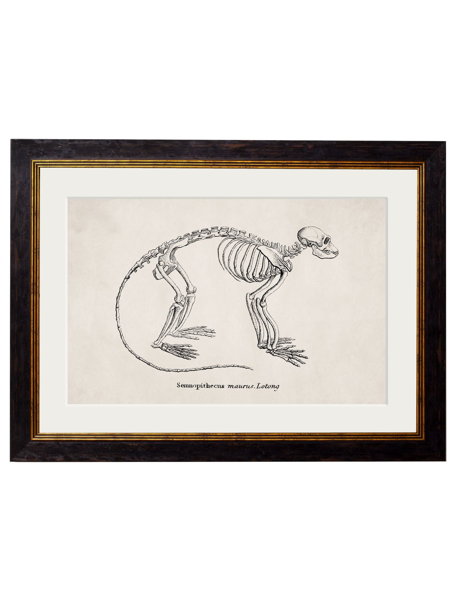 c.1870 Anatomical Skeletons styled view – Leya Buster Interiors