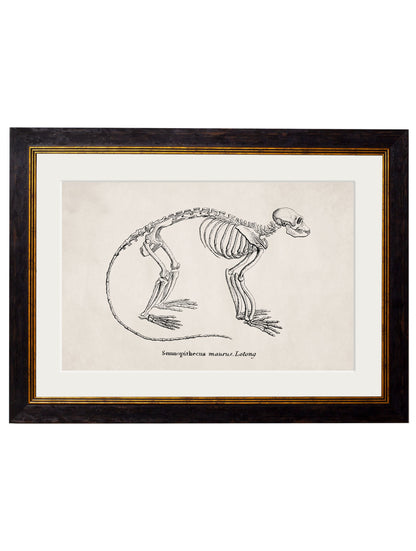 c.1870 Anatomical Skeletons styled view – Leya Buster Interiors