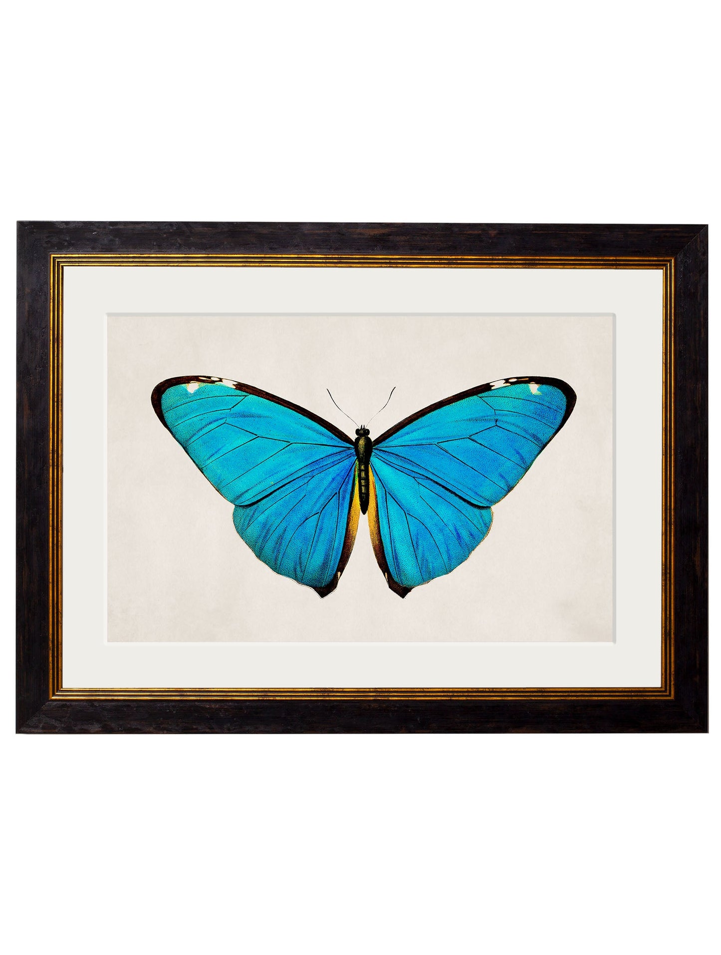 c.1836 Tropical Butterflies styled view – Leya Buster Interiors