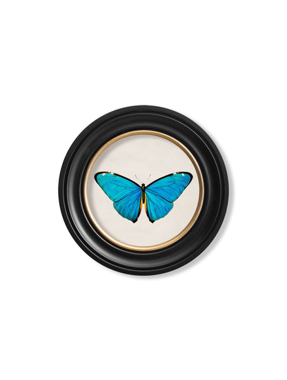 c.1836 Tropical Butterflies – Round Frames styled view – Leya Buster Interiors