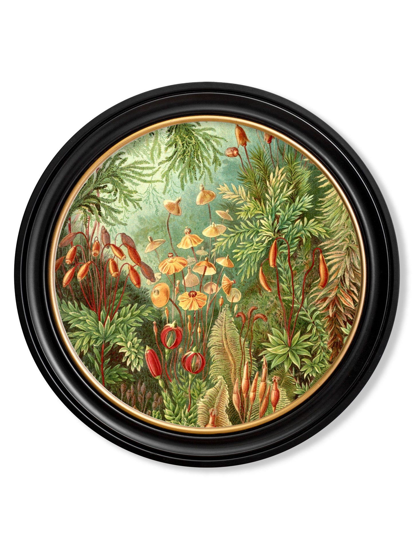 c.1904 Haeckel Flora and Fauna – Round Frames styled view – Leya Buster Interiors