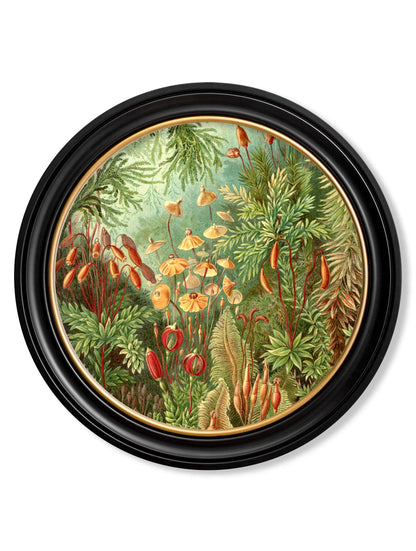 c.1904 Haeckel Flora and Fauna – Round Frames styled view – Leya Buster Interiors