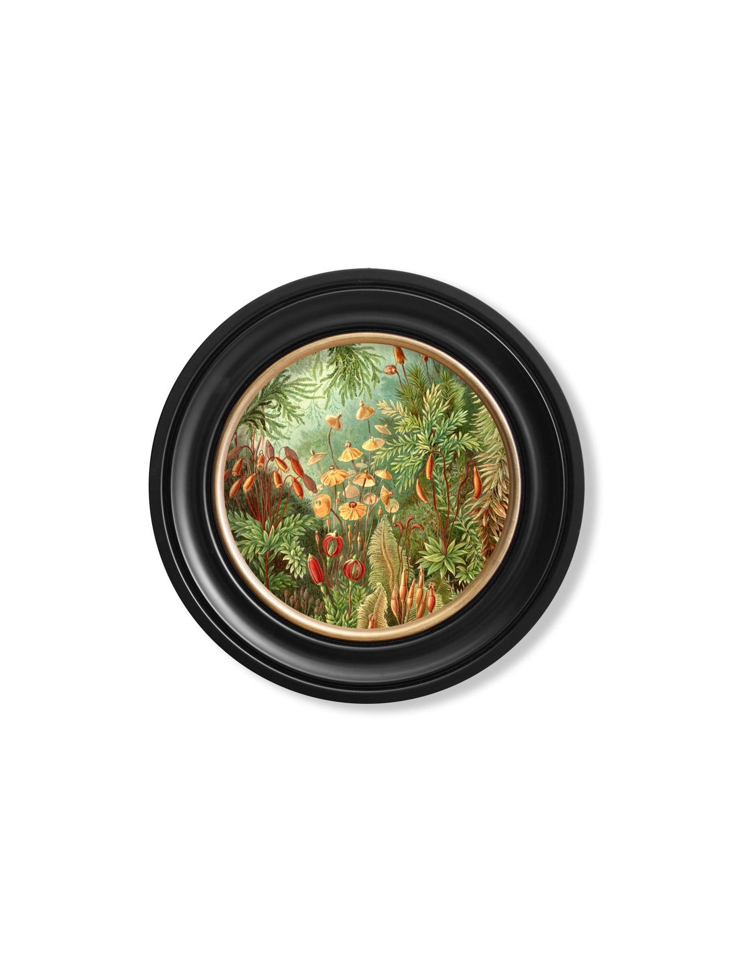 c.1904 Haeckel Flora and Fauna – Round Frames styled view – Leya Buster Interiors