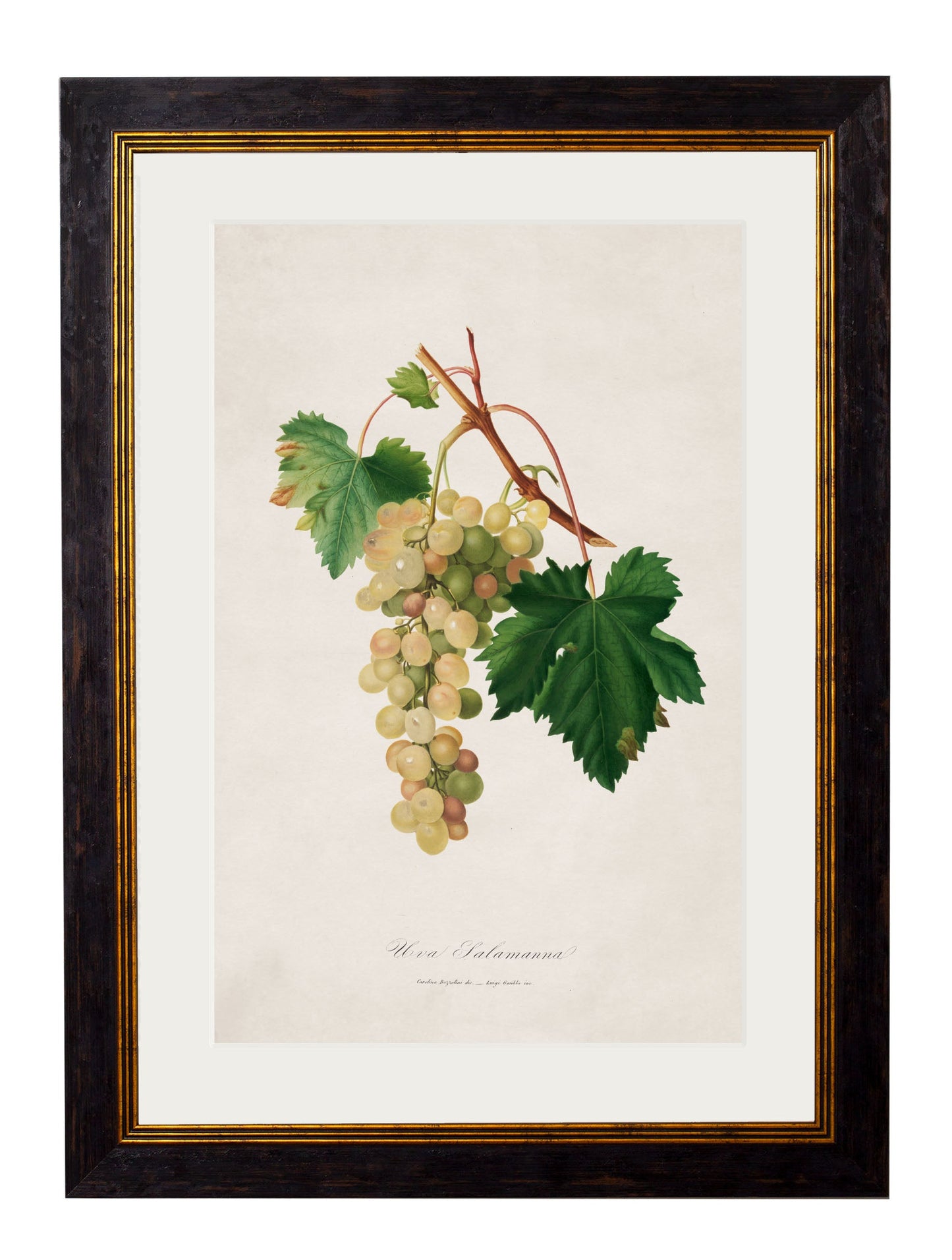 c.1817 Collection of Botanical Grapes styled view – Leya Buster Interiors