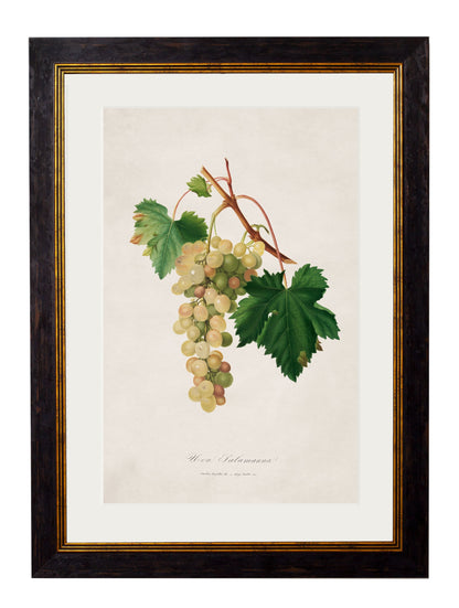 c.1817 Collection of Botanical Grapes styled view – Leya Buster Interiors