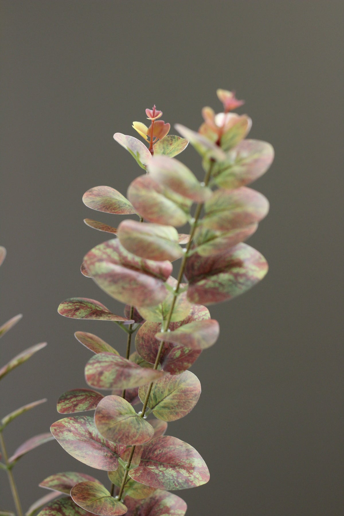 Olive & Umber Eucalyptus Stem close view of muted seasonal foliage