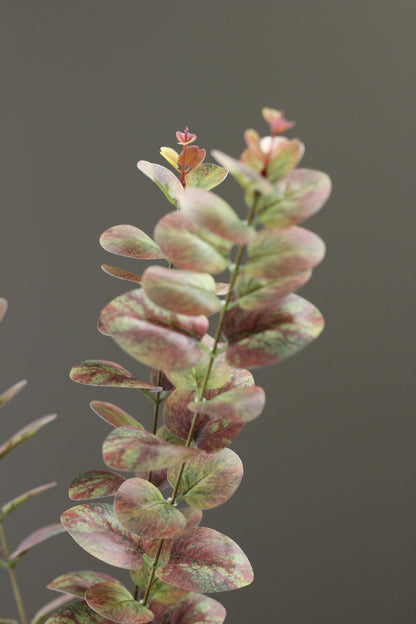 Olive & Umber Eucalyptus Stem close view of muted seasonal foliage