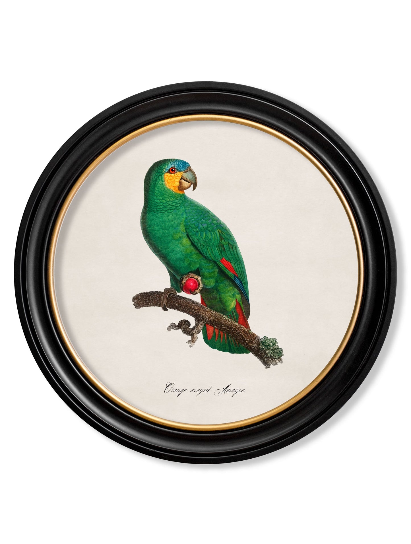 C.1800's Collection of Parrots in Round Frames 2 styled view – Leya Buster Interiors