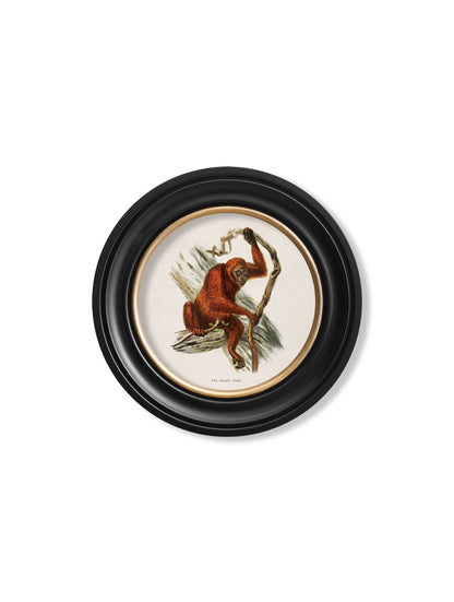 c.1910 Collection of Primates in Round Frames styled view – Leya Buster Interiors