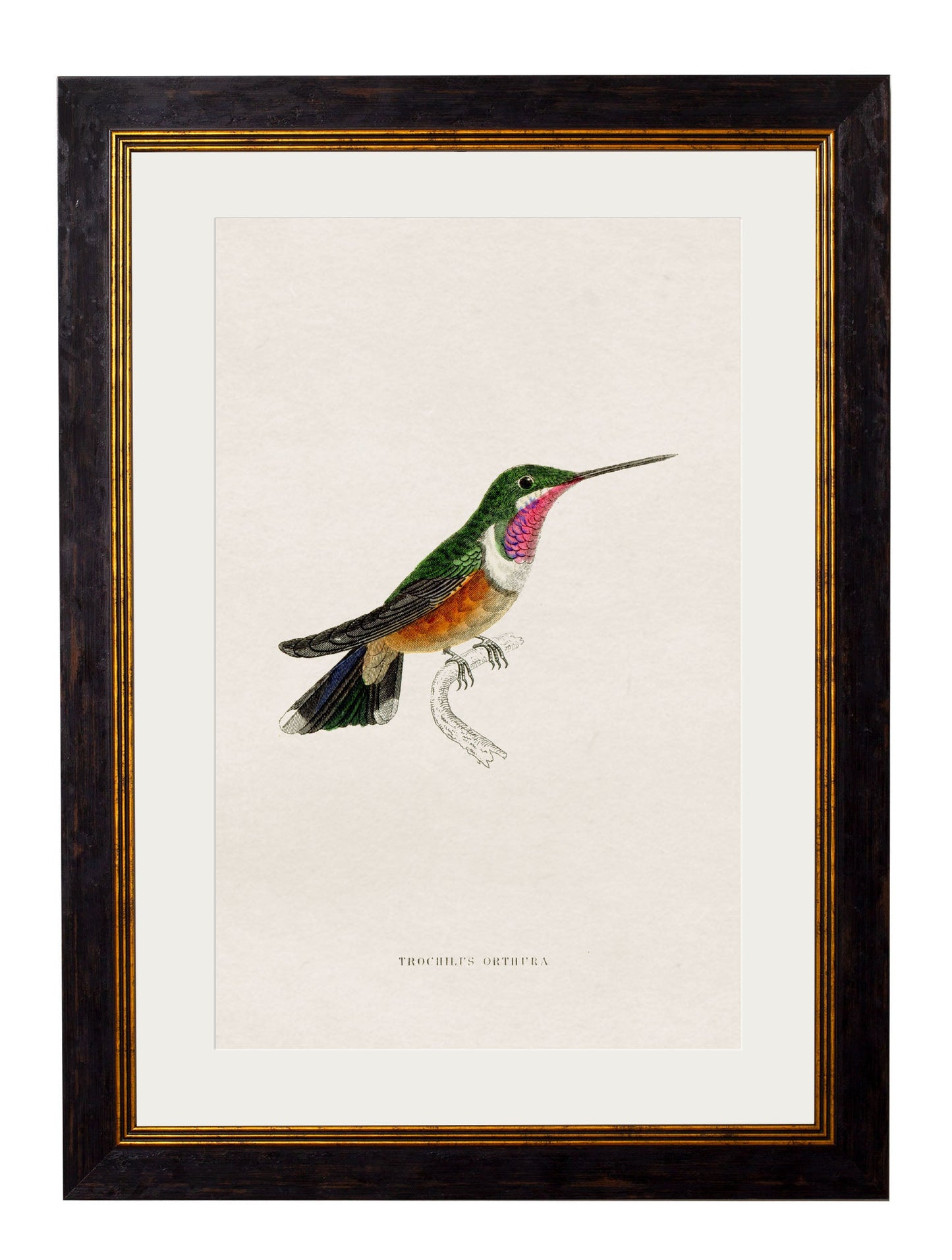 c.1833 Hummingbirds styled view – Leya Buster Interiors