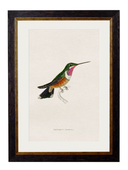 c.1833 Hummingbirds styled view – Leya Buster Interiors