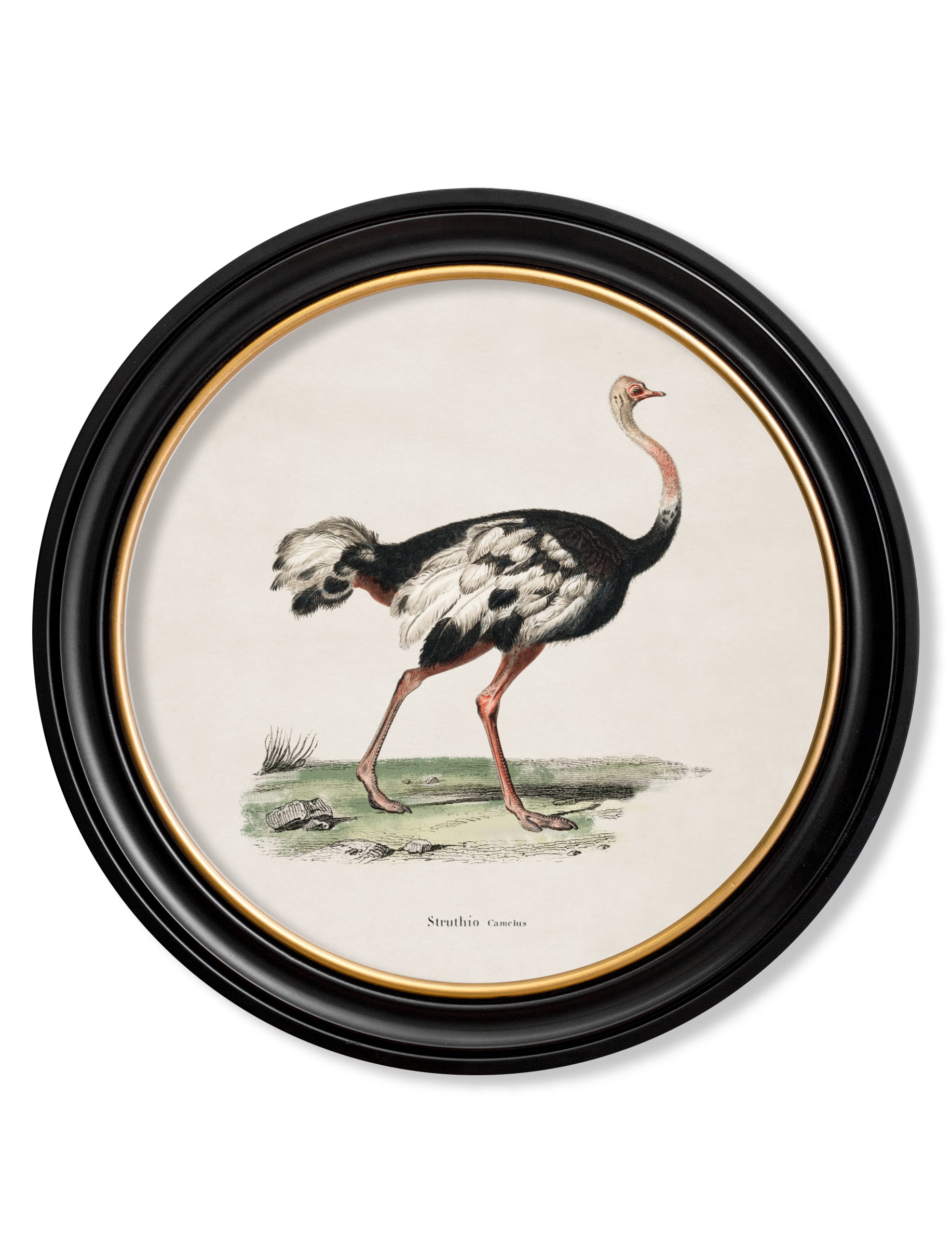 c.1846 Ostrich – Round Frame detail – Leya Buster Interiors