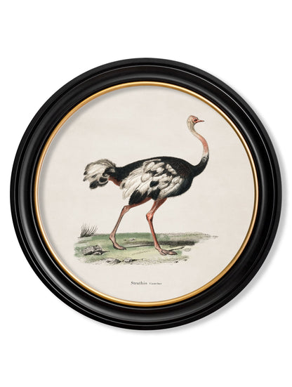 c.1846 Ostrich – Round Frame detail – Leya Buster Interiors