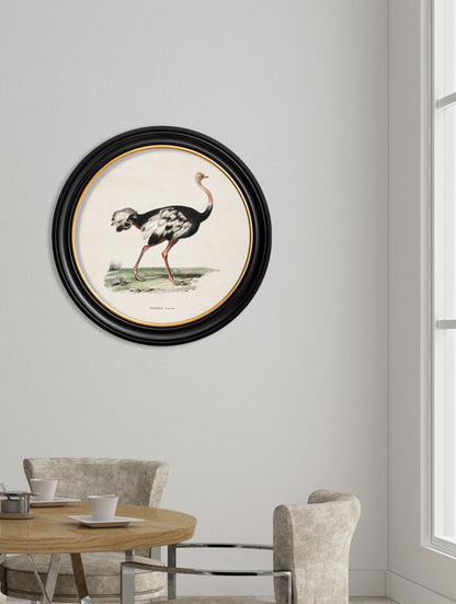 c.1846 Ostrich – Round Frame – framed wall art at Leya Buster Interiors