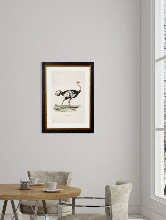 c.1846 Ostrich – framed wall art at Leya Buster Interiors
