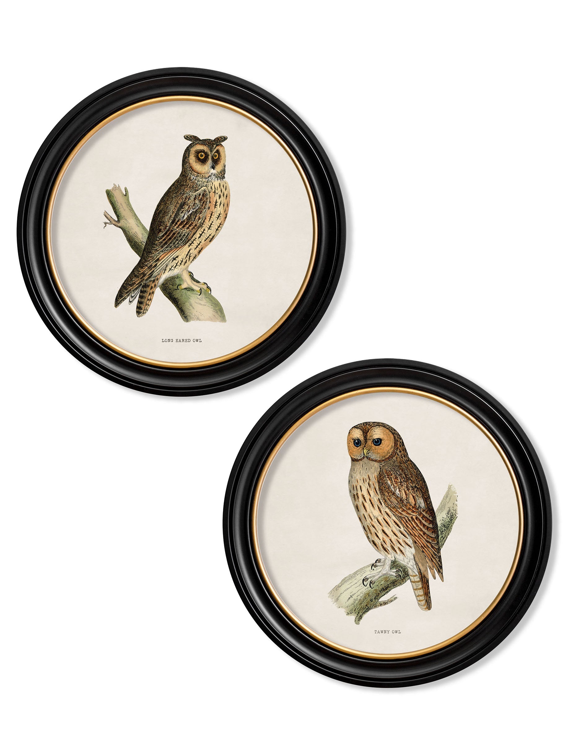 c.1870 British owls in Round Frames detail – Leya Buster Interiors