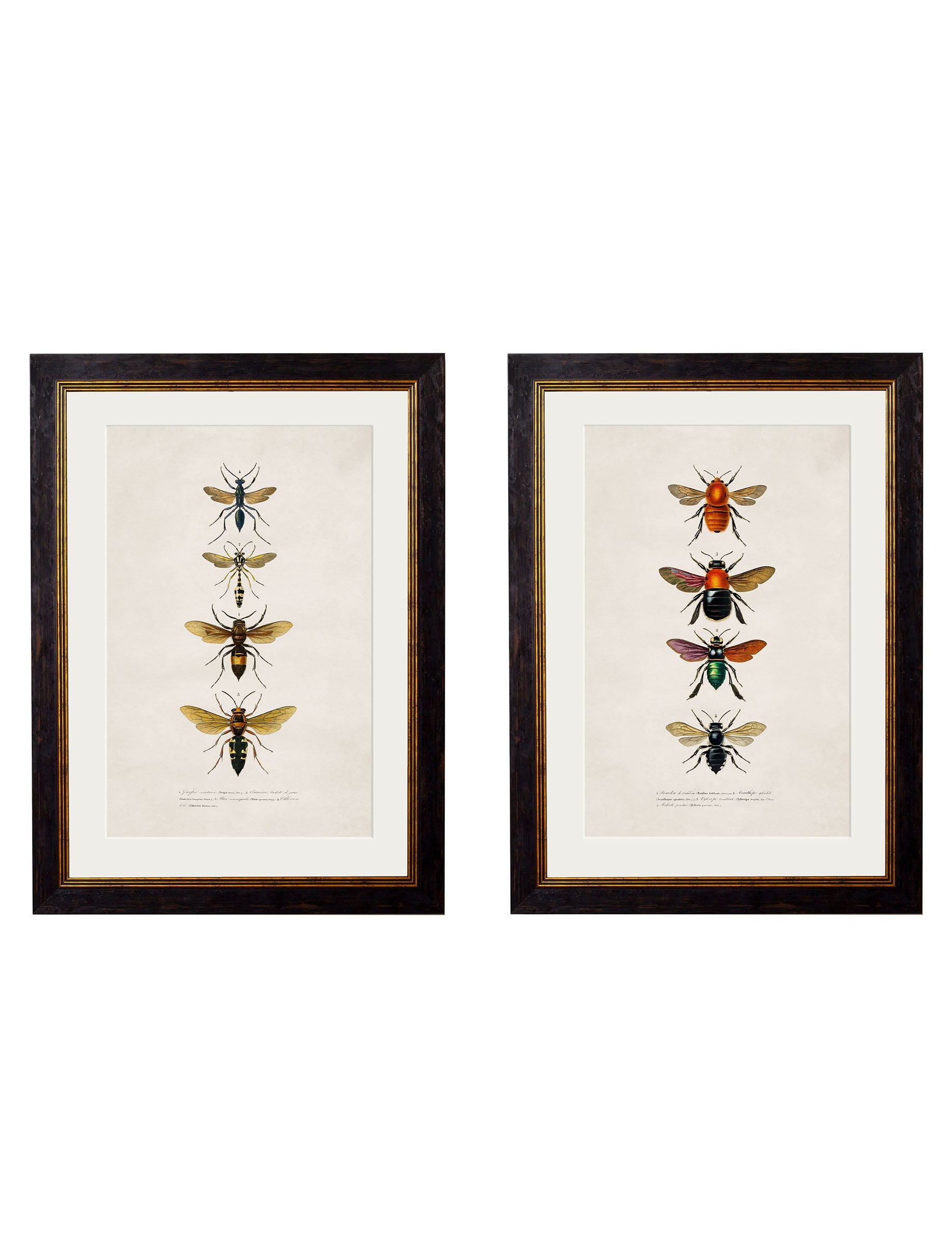 c.1892 Bees and Wasps detail – Leya Buster Interiors