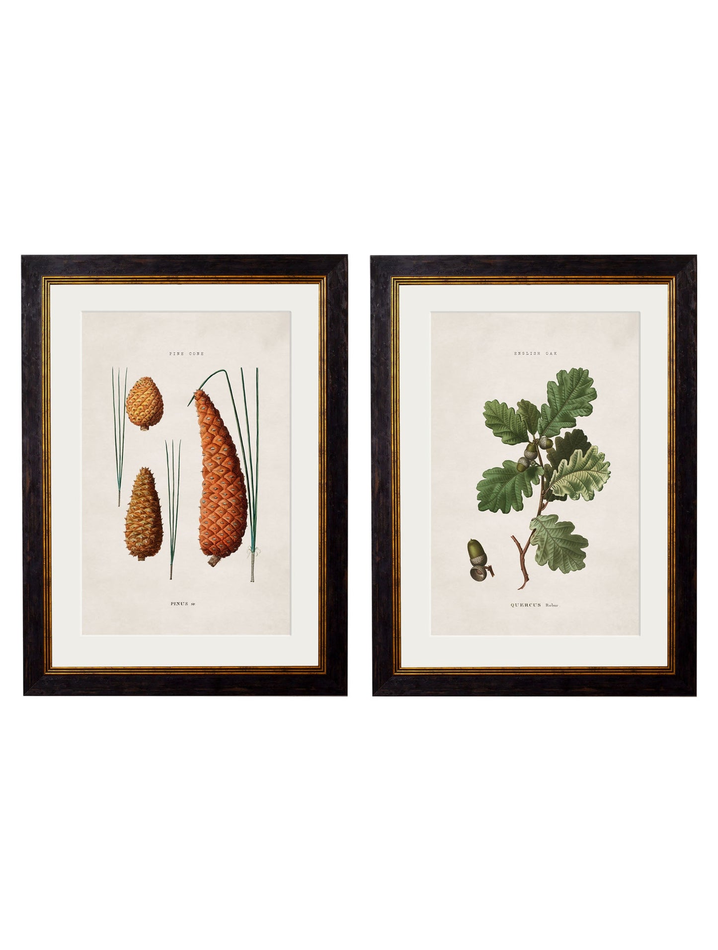 c.1819 Study of British Leaves and Pinecones detail – Leya Buster Interiors