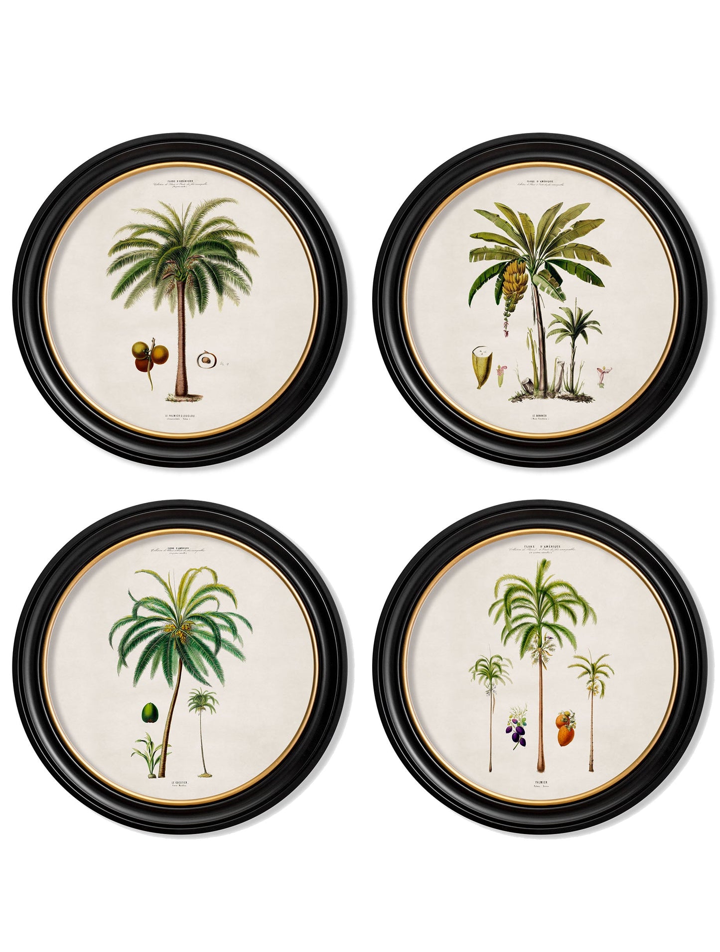 c.1843 Studies of South American Palm Trees in Round Frames detail – Leya Buster Interiors