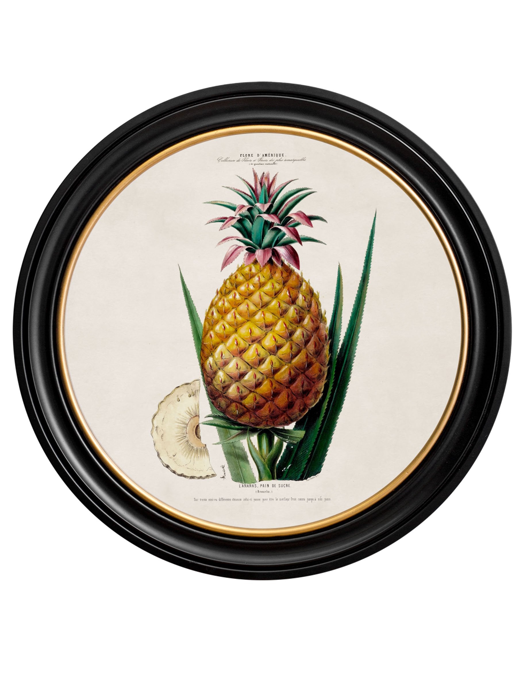c.1843 Pineapple Plant – Round Frame detail – Leya Buster Interiors