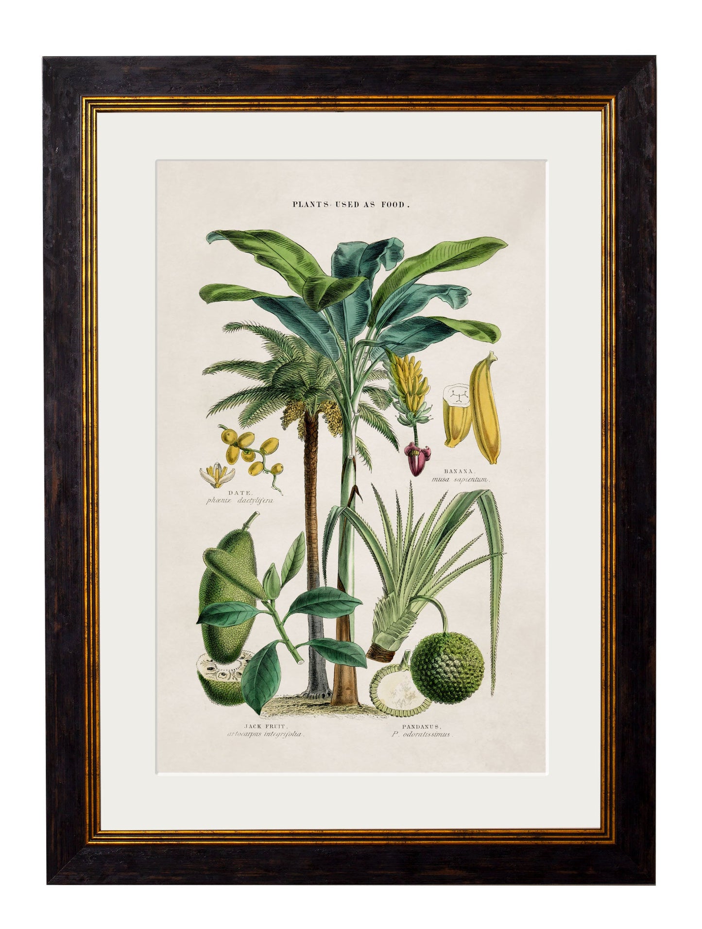 c.1877 Tropical Plants Used as Food and Clothing styled view – Leya Buster Interiors
