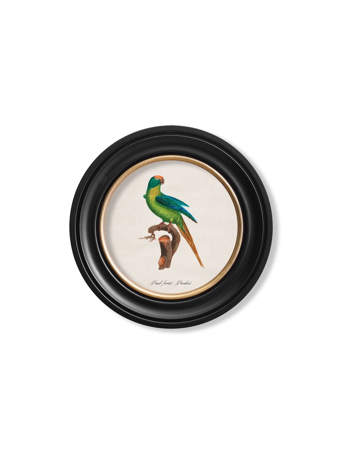 C.1800's Collection of Parrots in Round Frames 2 styled view – Leya Buster Interiors