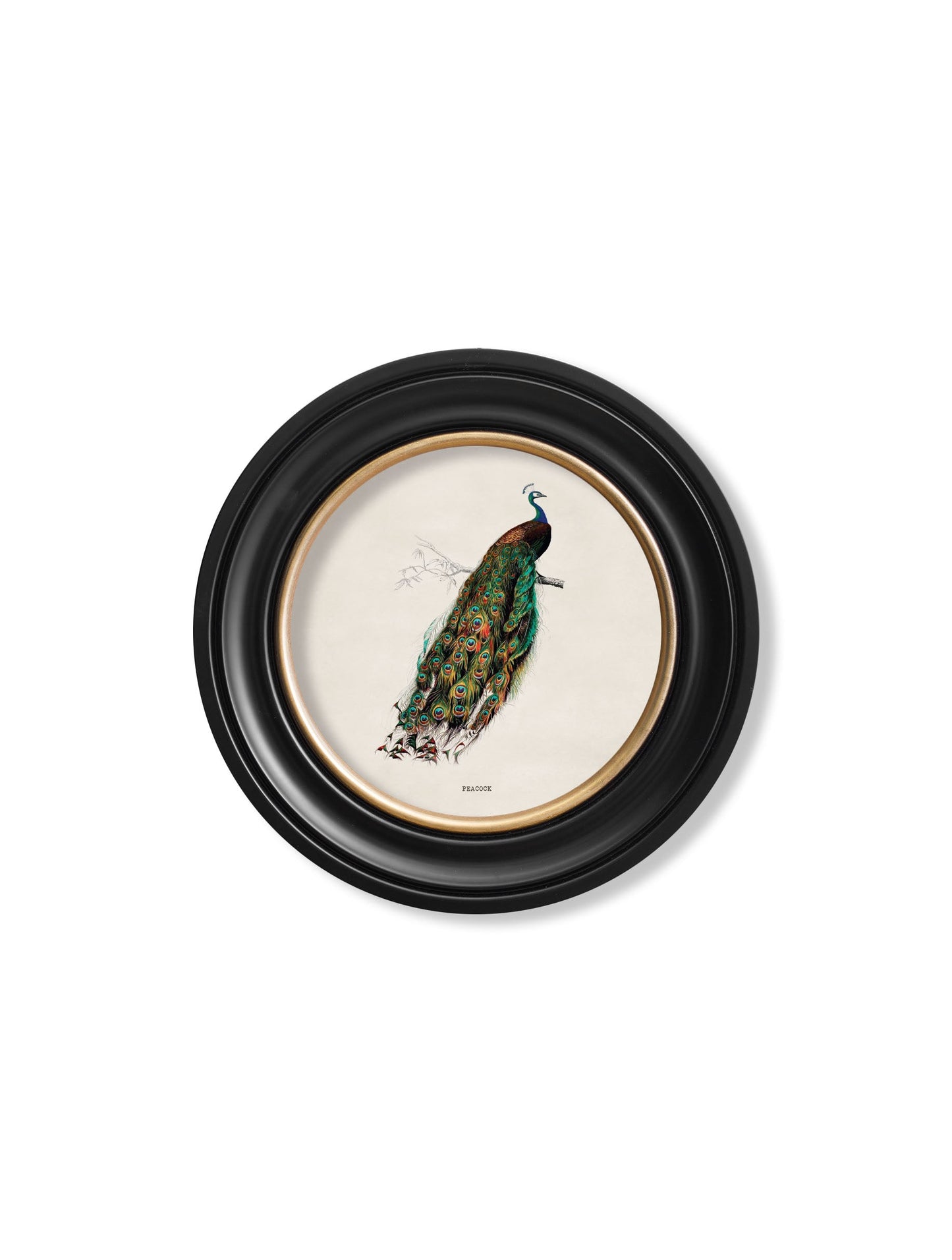 c.1809 British Birds in Round Frames styled view – Leya Buster Interiors