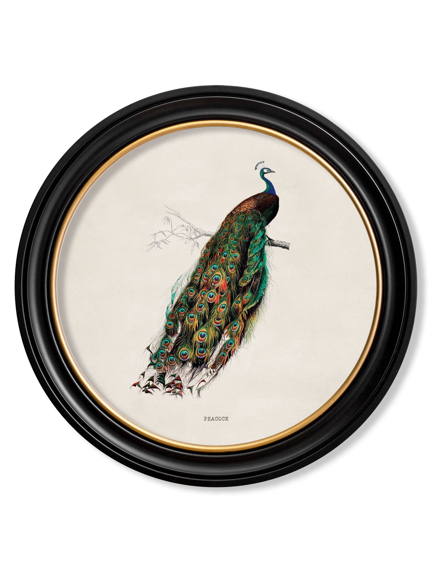 c.1809 British Birds in Round Frames styled view – Leya Buster Interiors