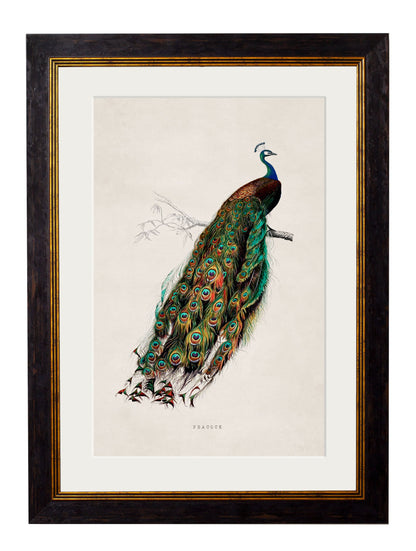 c.1847 Peacock detail – Leya Buster Interiors
