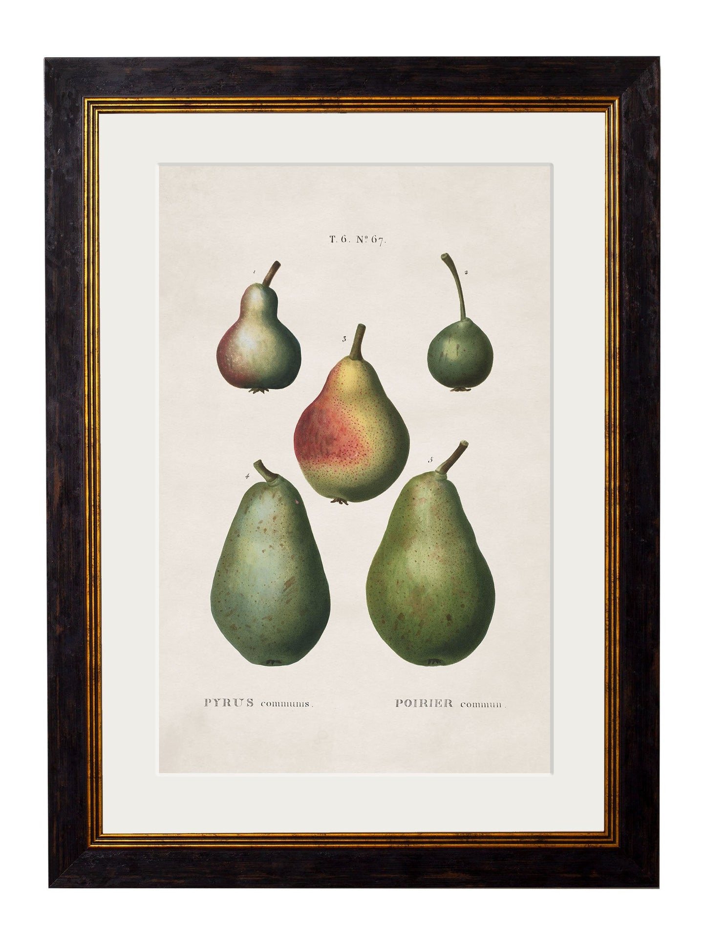 c.1819 Study of British Fruit styled view – Leya Buster Interiors