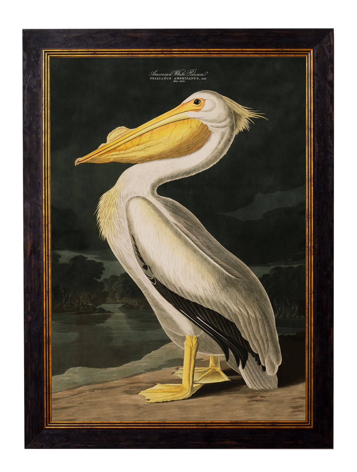 c.1838 Audubon's Birds of America styled view – Leya Buster Interiors
