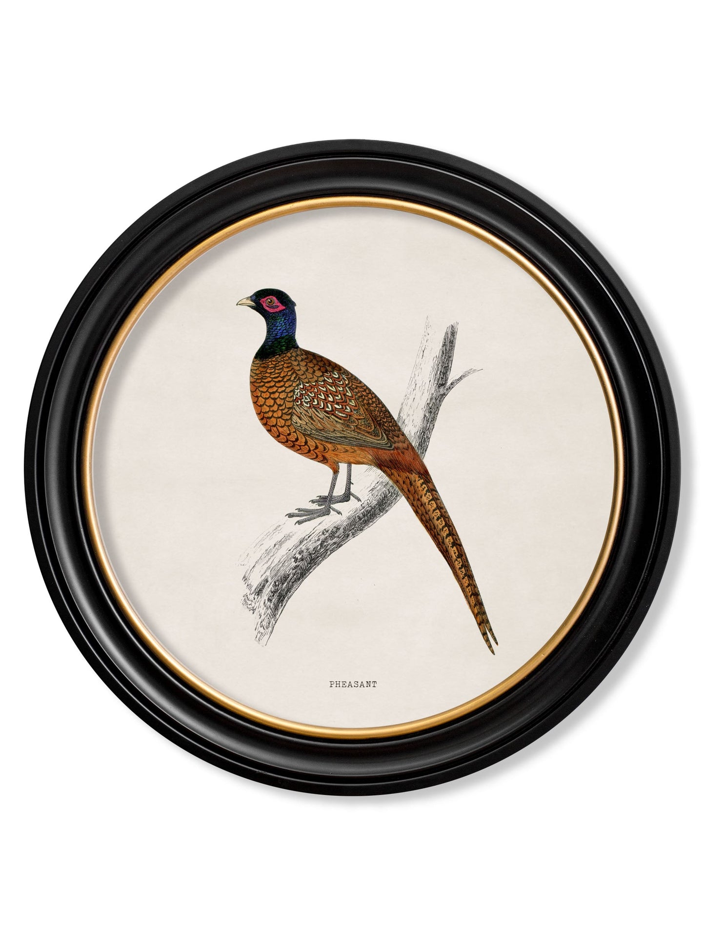 c.1809 British Birds in Round Frames styled view – Leya Buster Interiors