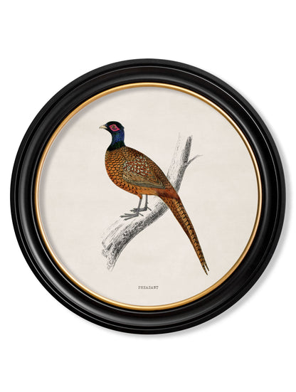 c.1809 British Birds in Round Frames styled view – Leya Buster Interiors