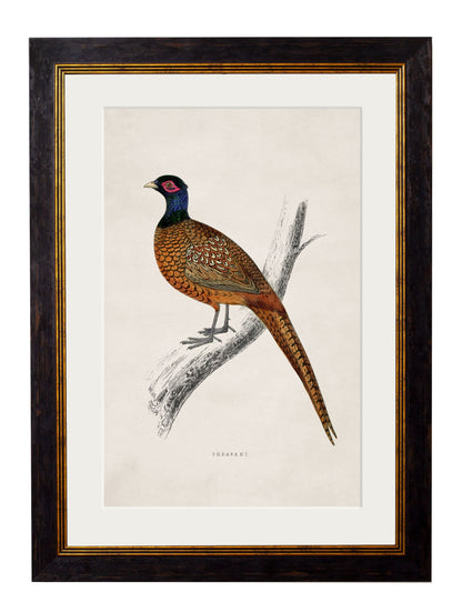 c.1850's Pheasant detail – Leya Buster Interiors