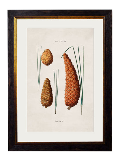 c.1819 Study of British Leaves and Pinecones styled view – Leya Buster Interiors