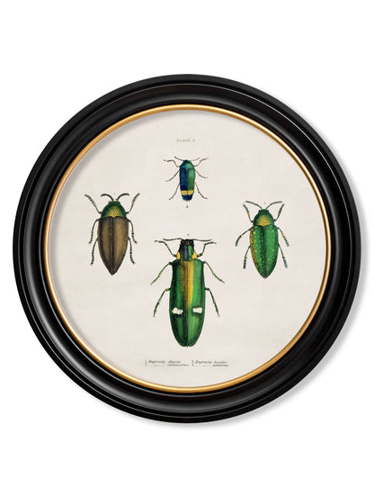 c.1836 Beetle Plates – Round Frame styled view – Leya Buster Interiors