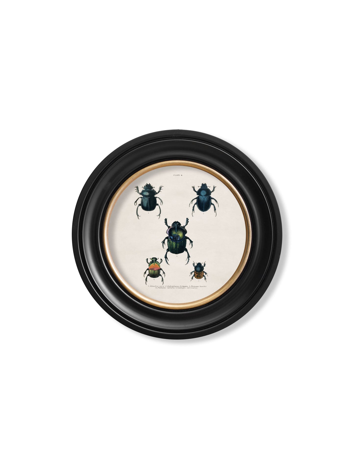 c.1836 Beetle Plates – Round Frame styled view – Leya Buster Interiors