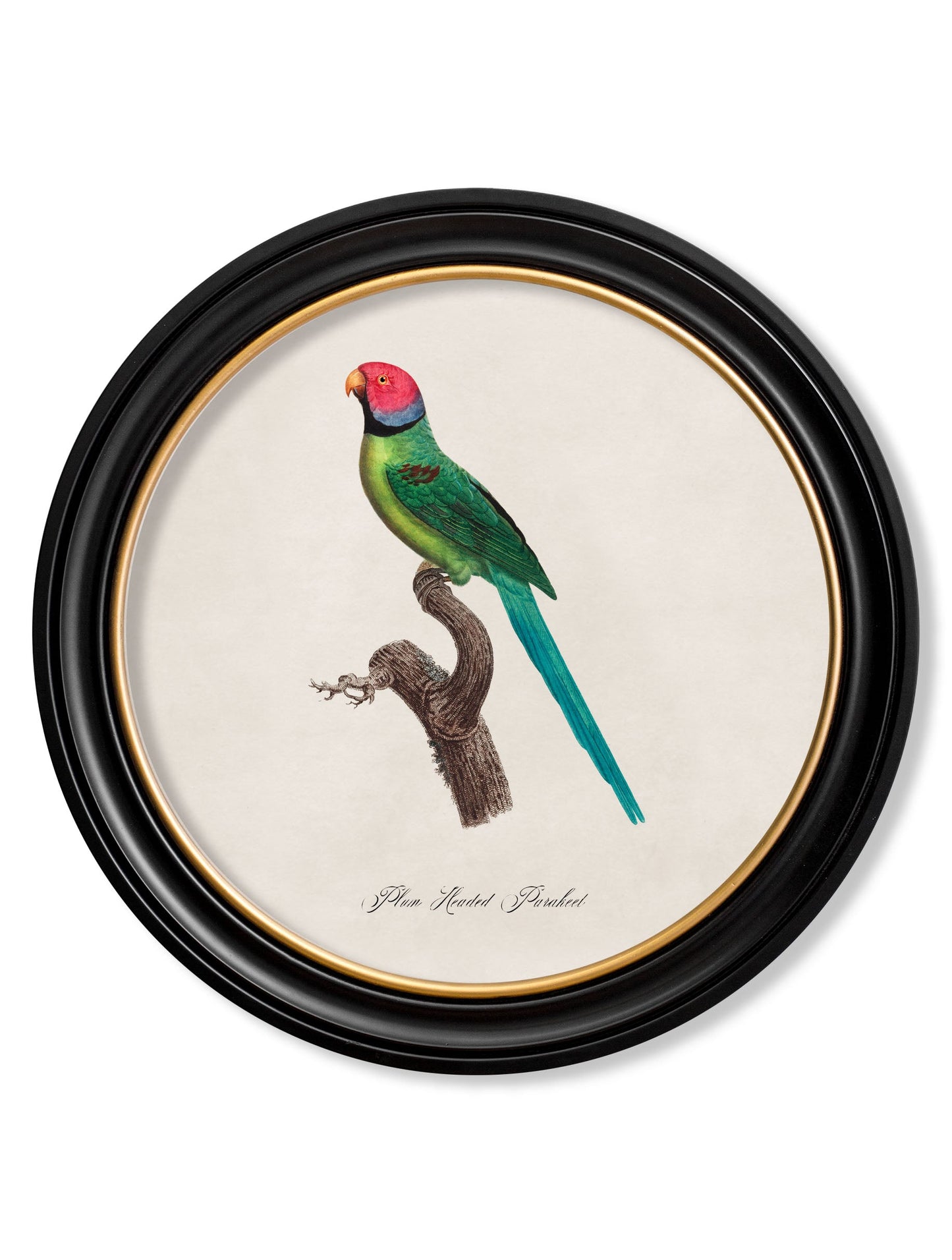 C.1800's Collection of Parrots in Round Frames 1 styled view – Leya Buster Interiors