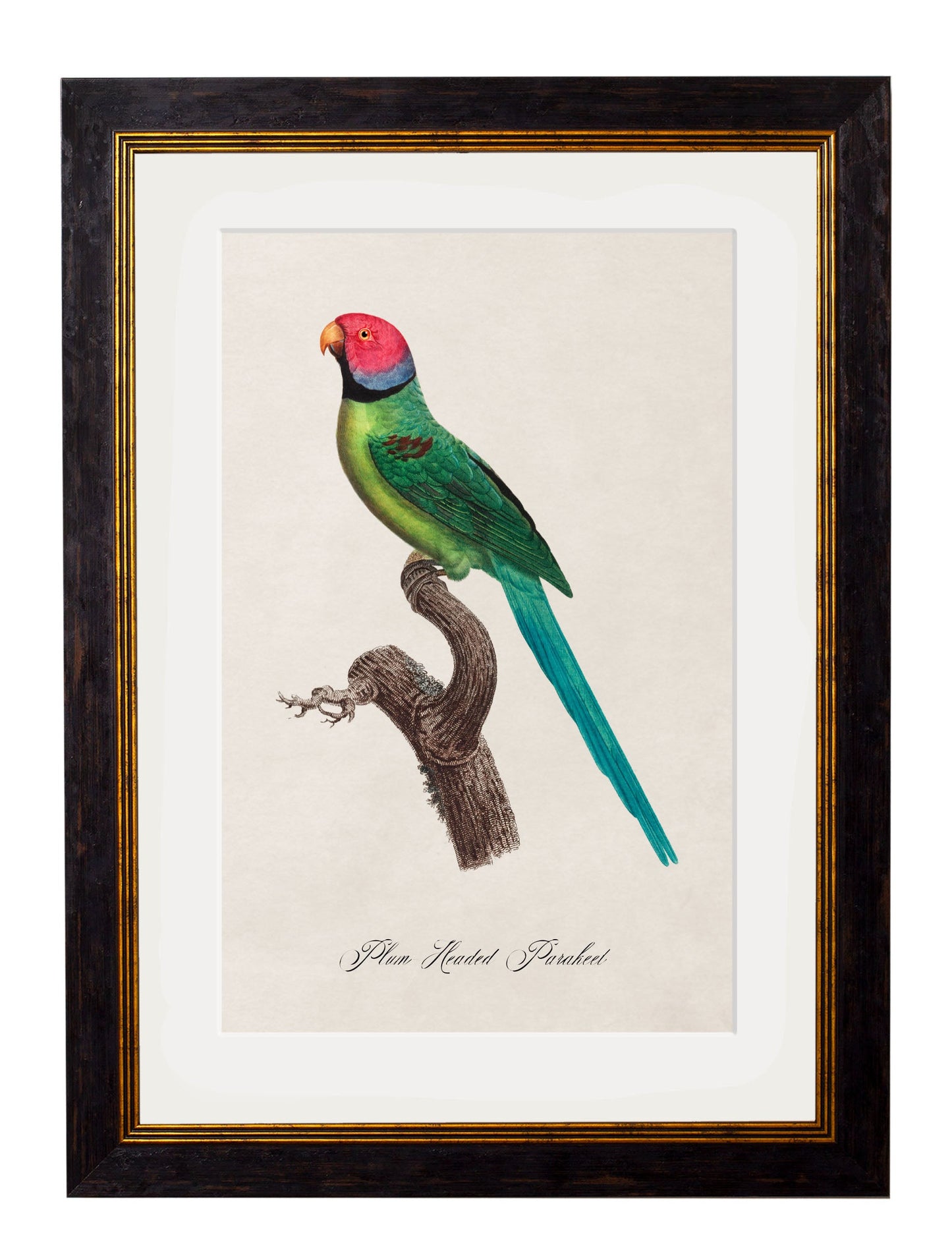 C.1800's Collection of Parrots styled view – Leya Buster Interiors