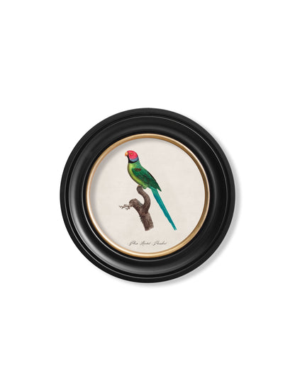 C.1800's Collection of Parrots in Round Frames 1 styled view – Leya Buster Interiors