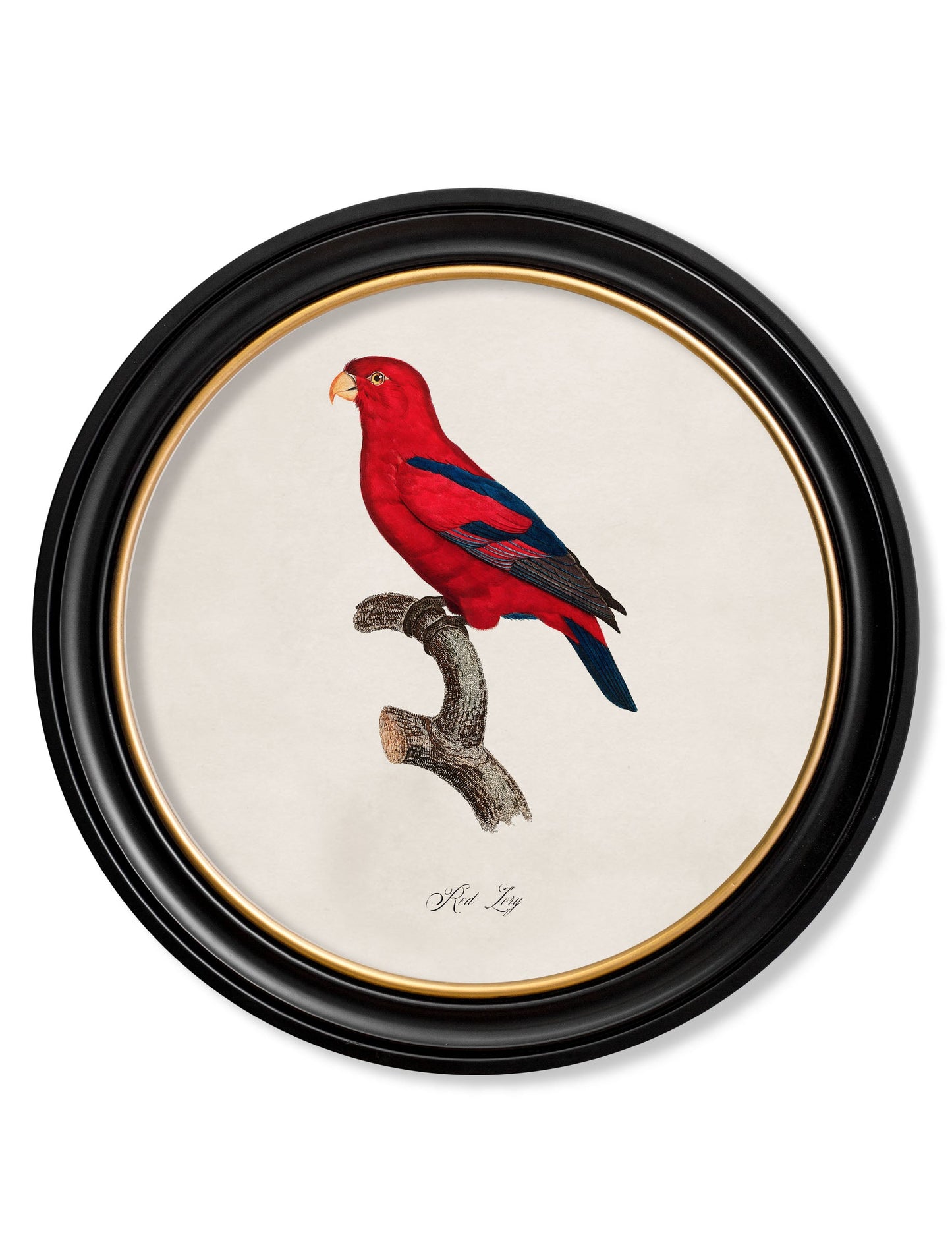 C.1800's Collection of Parrots in Round Frames 2 styled view – Leya Buster Interiors