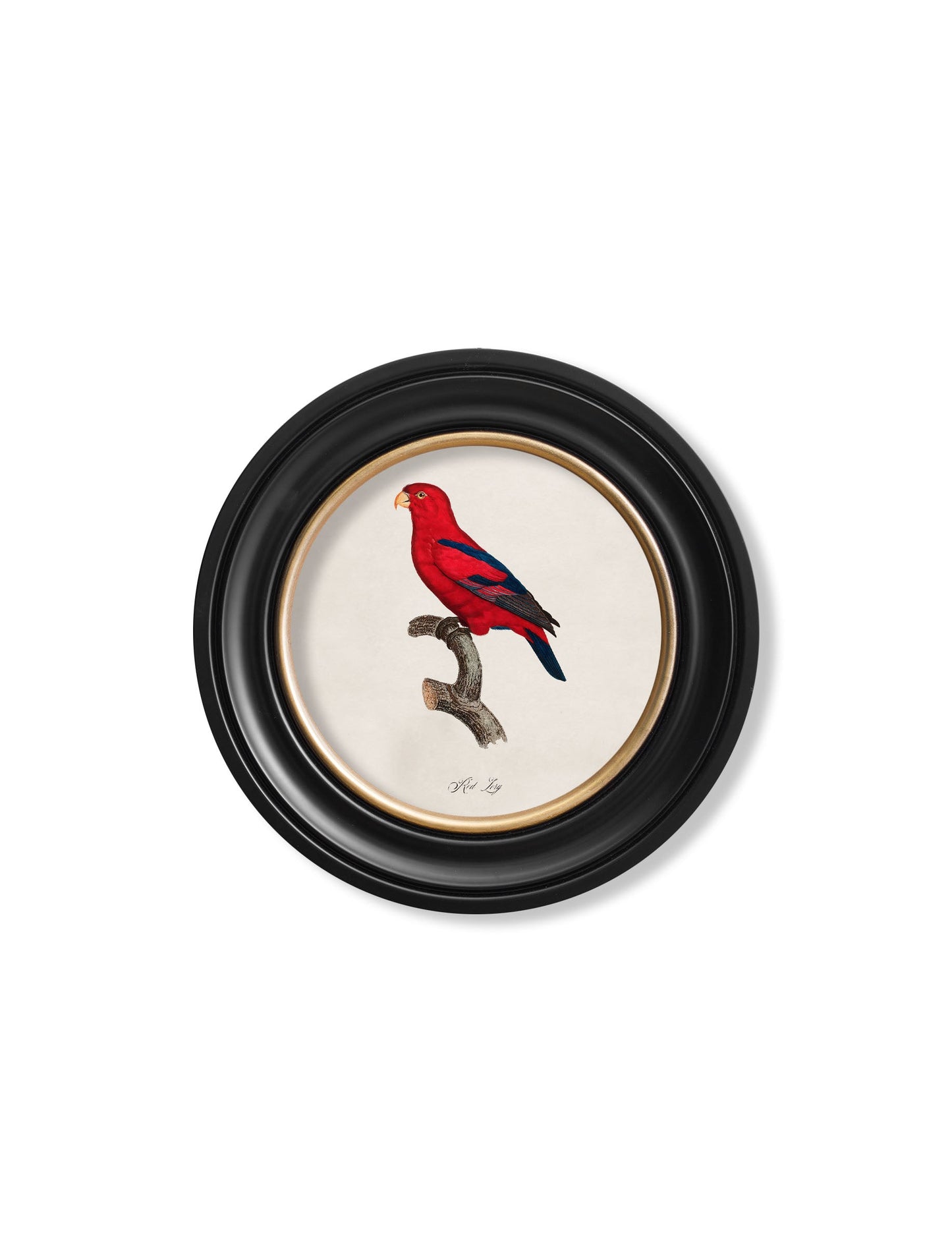 C.1800's Collection of Parrots in Round Frames 2 styled view – Leya Buster Interiors