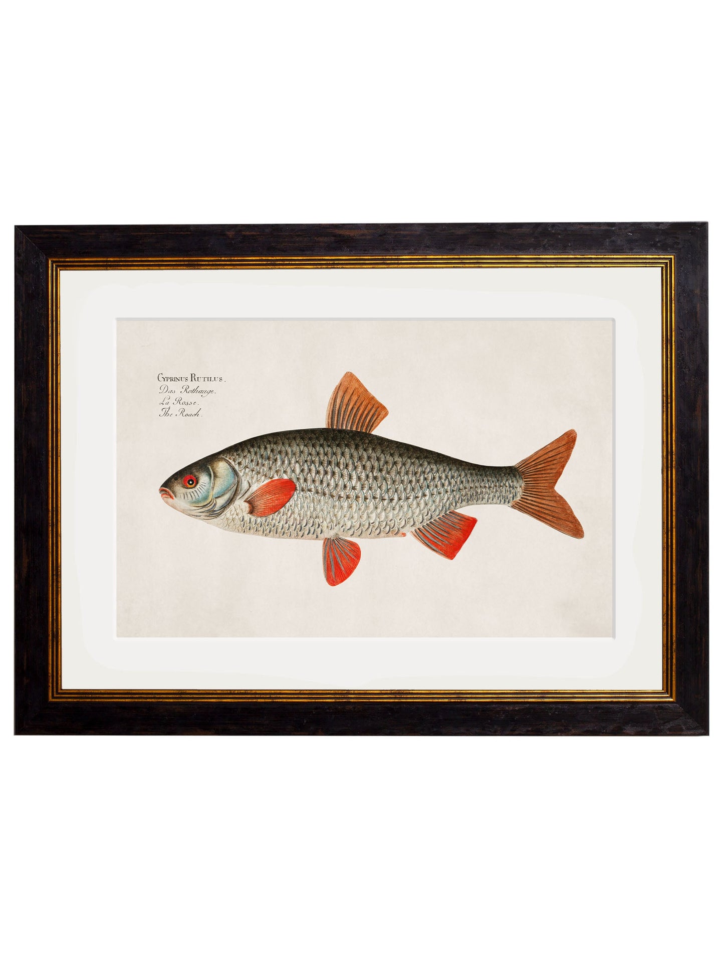 c.1785 Fresh Water Fish styled view – Leya Buster Interiors