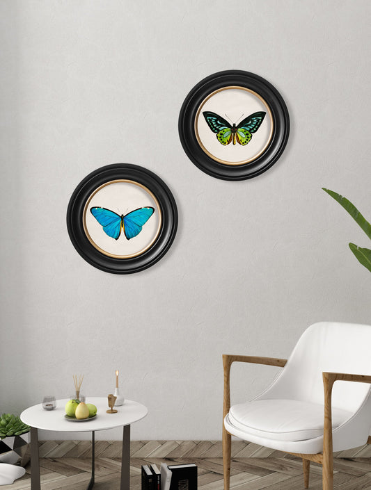 c.1836 Tropical Butterflies – Round Frames – framed wall art at Leya Buster Interiors