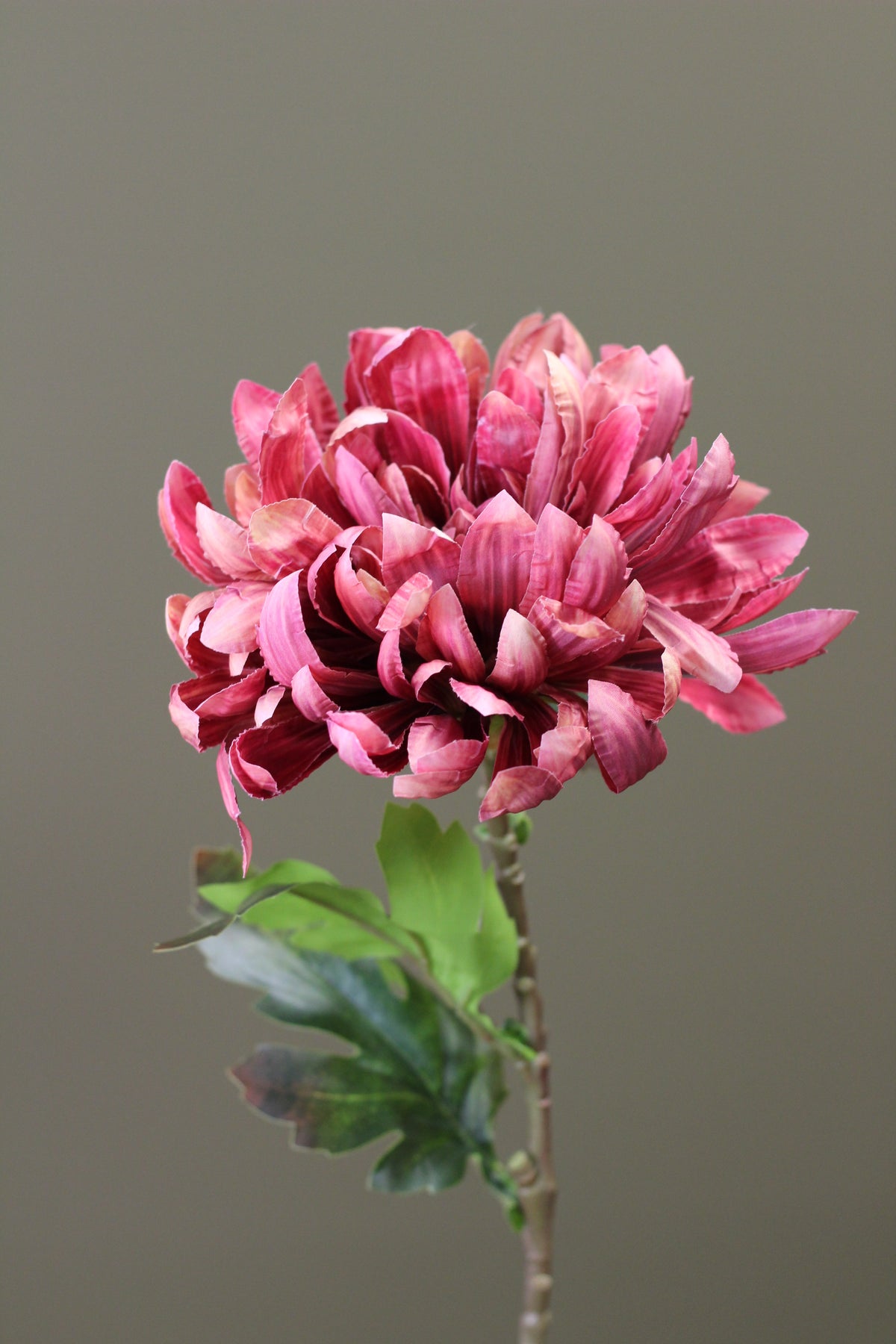 Russet Heritage Chrysanthemum Stem alternative view for seasonal vase styling