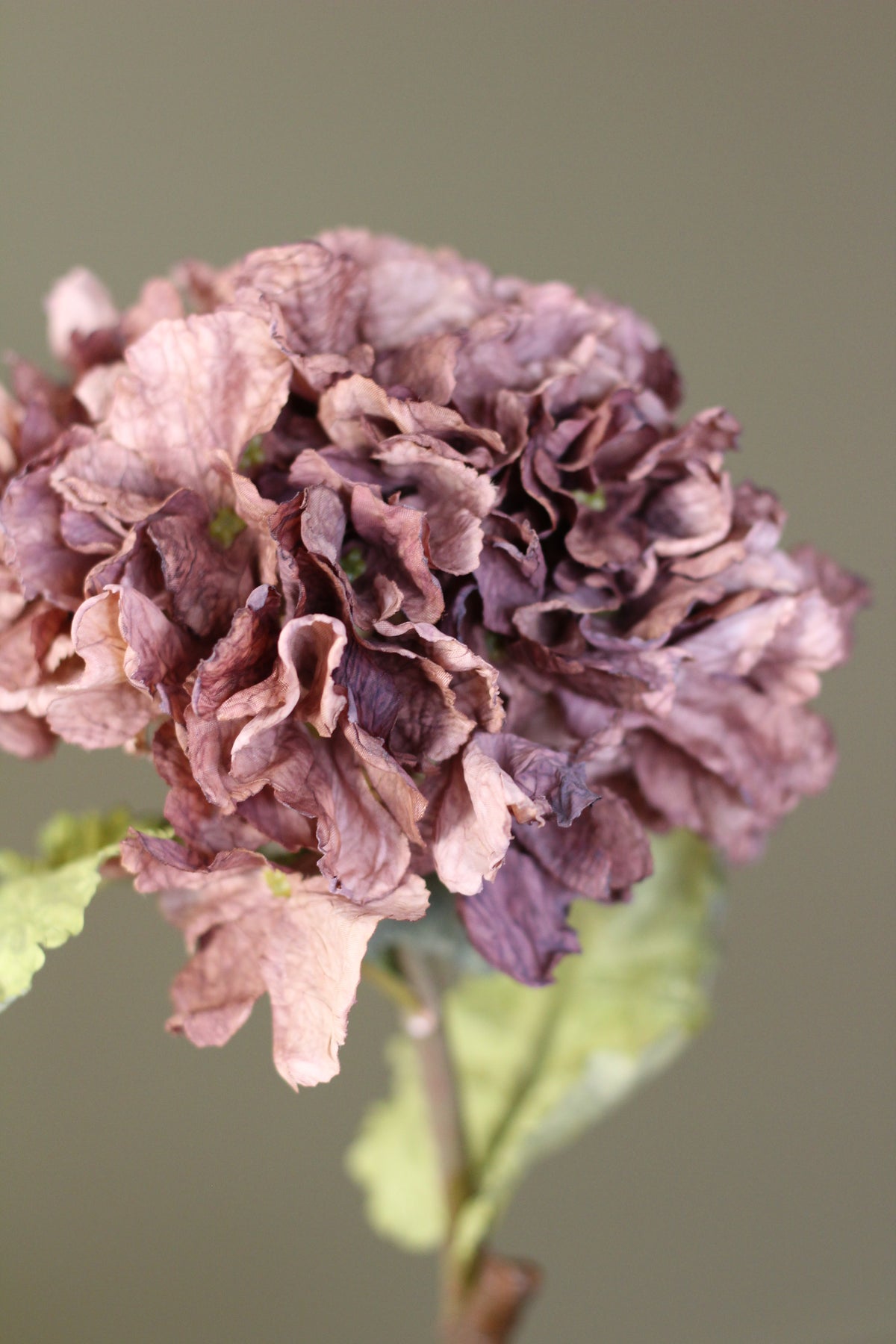 Rustic Hydrangea Stem – Mocha arranged with warm seasonal botanicals