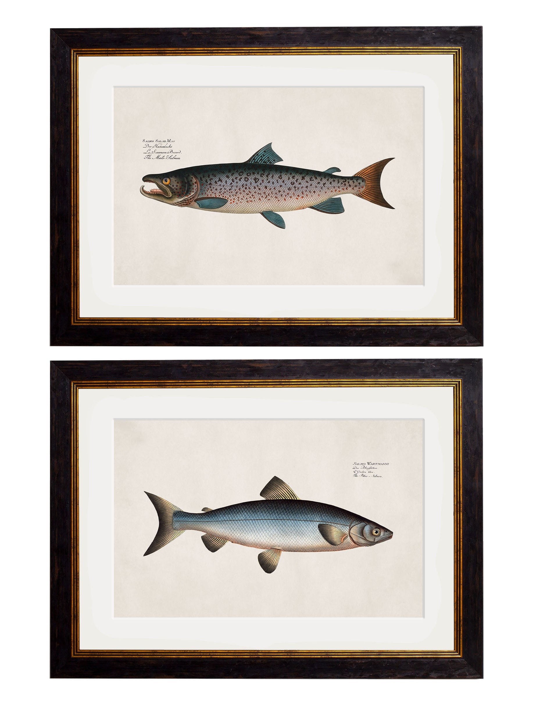 c.1785 Studies of Salmon detail – Leya Buster Interiors